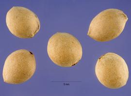  Fruits:   Prunus mahaleb,nbsp; pyrenes; Photo by S. Hurst, USDA-NRCS Plants Database
